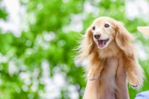 ワンブルをダックスの無駄吠えにも効果ある？サイズ的に大丈夫なのかもまとめてみた！