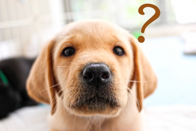 犬が吠える のを やめさせる音はワンブルで十分なのだろうか？