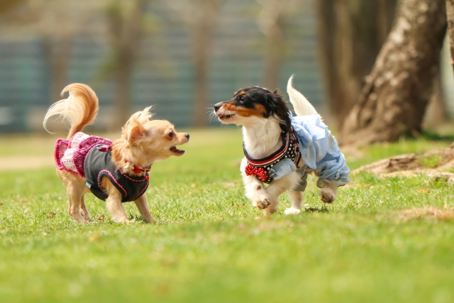 犬が吠える のを やめさせる音はワンブルで十分なのだろうか？
