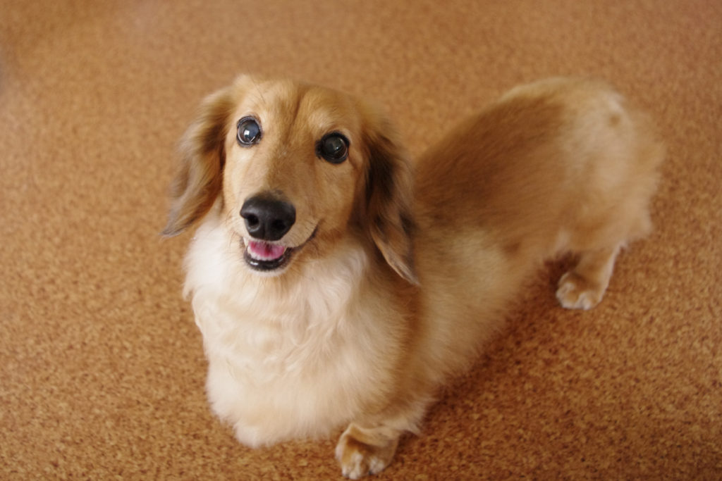 犬が吠える のを やめさせる音はワンブルで十分なのだろうか？